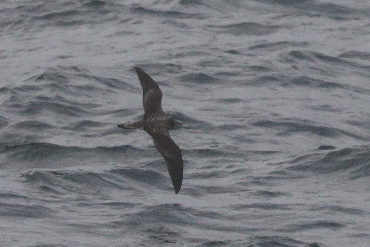 Streaked Shearwater - ML652129440