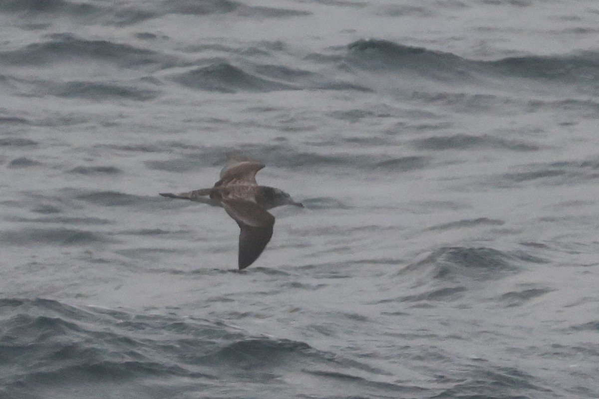Streaked Shearwater - ML652129441