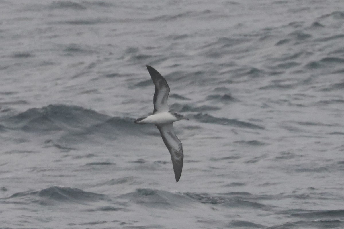 Streaked Shearwater - ML652129442