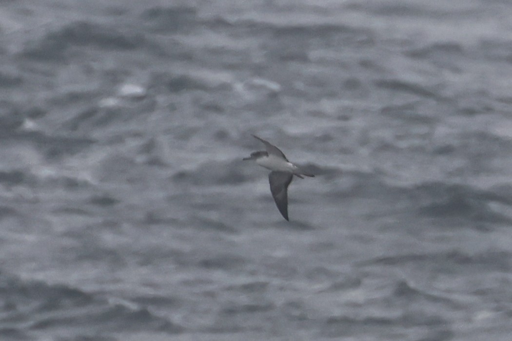 Streaked Shearwater - ML652129443