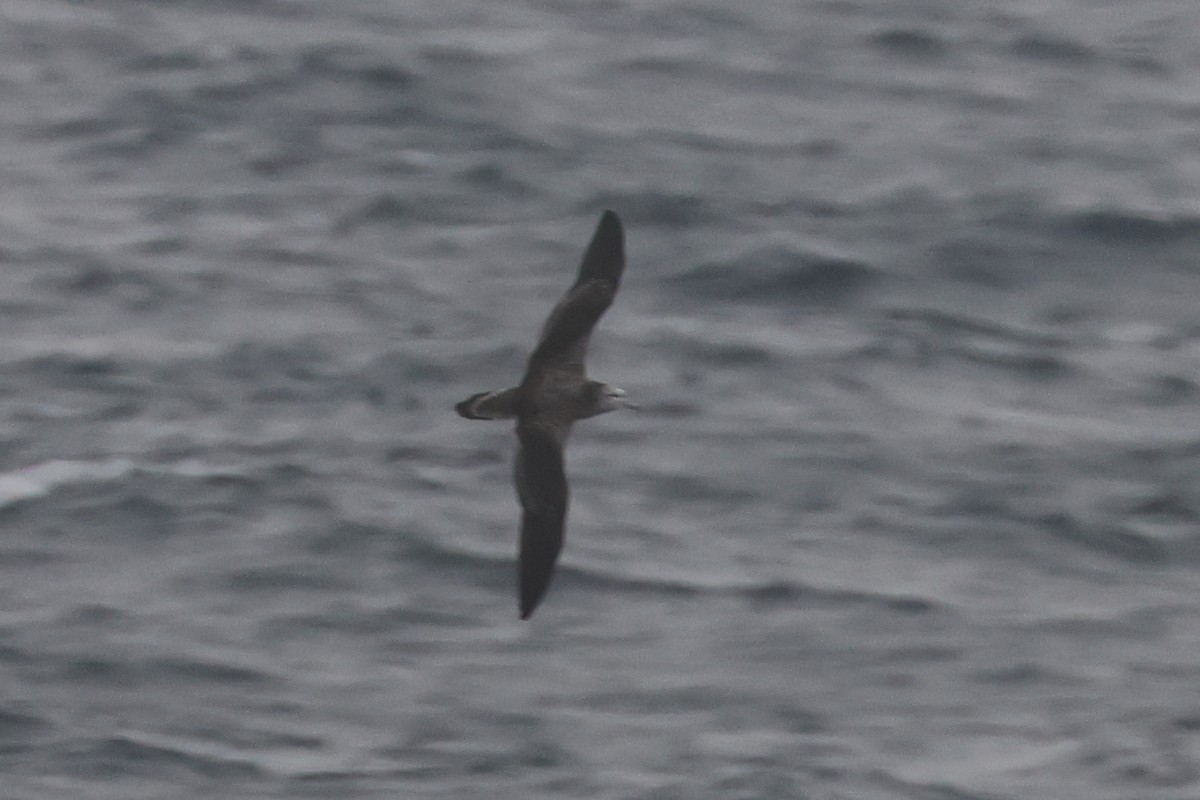 Streaked Shearwater - ML652129444