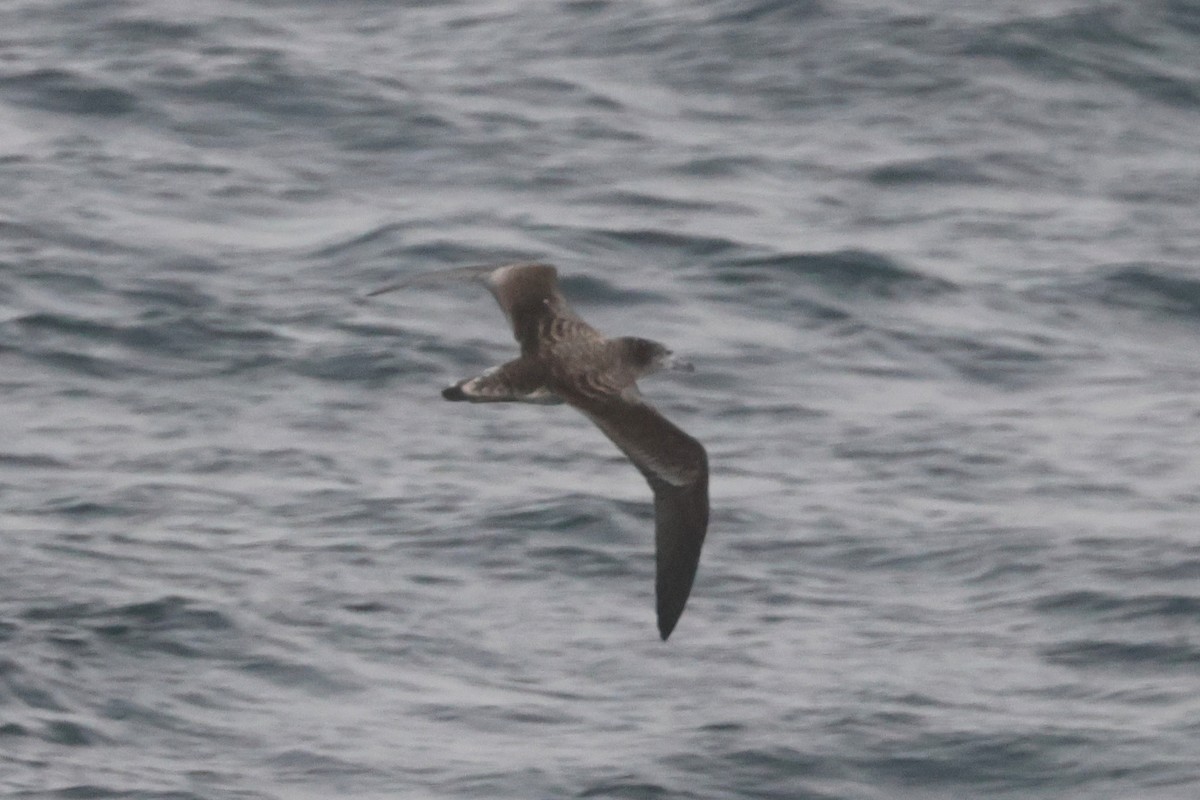 Streaked Shearwater - ML652129445