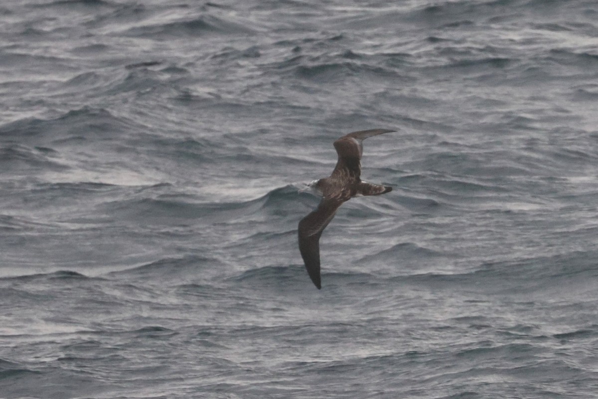 Streaked Shearwater - ML652129446