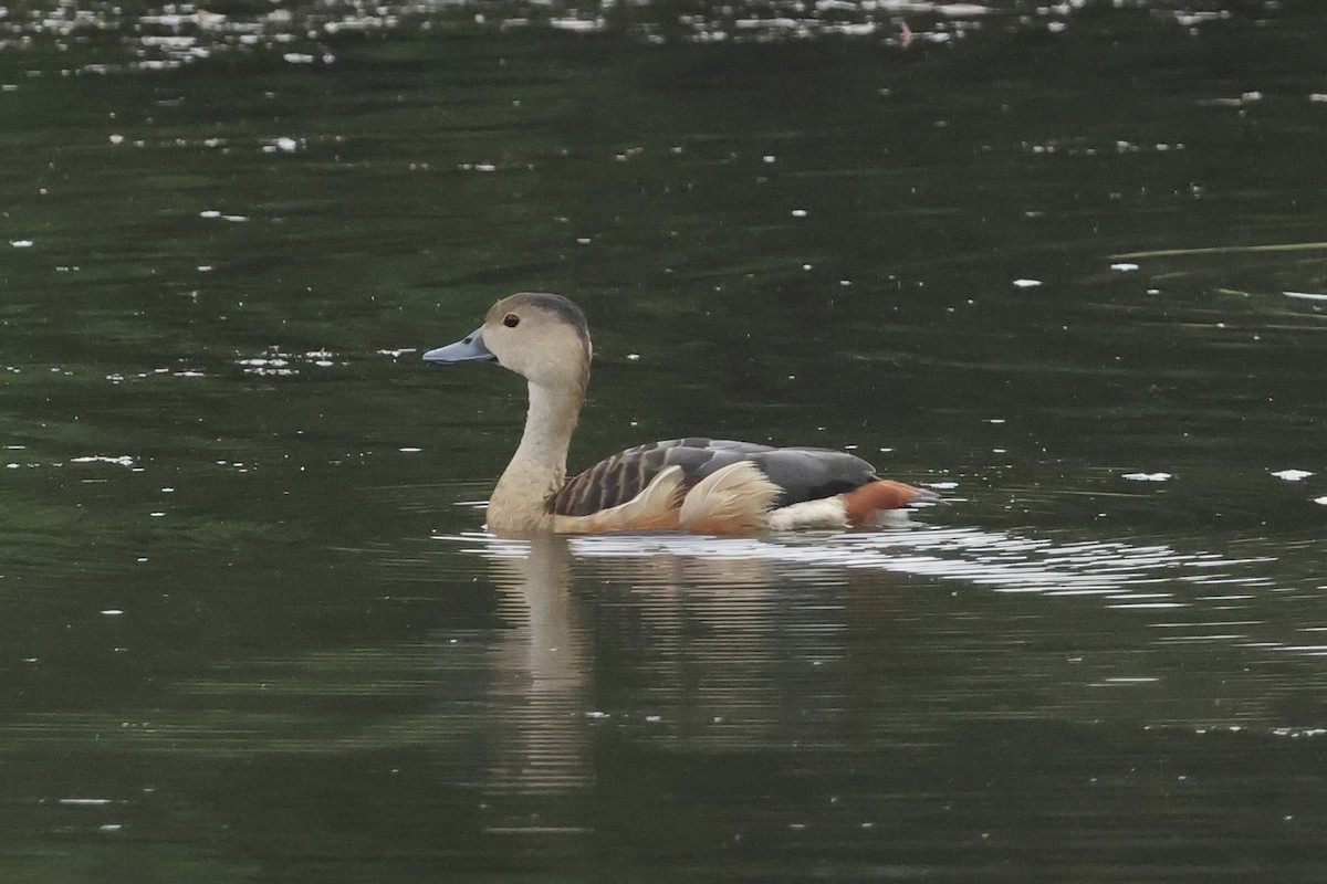 樹鴨 - ML652129523