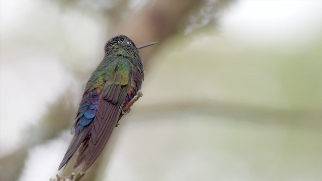 Blue-throated Starfrontlet - ML652129702
