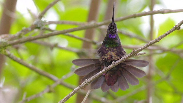 Blue-throated Starfrontlet - ML652129704