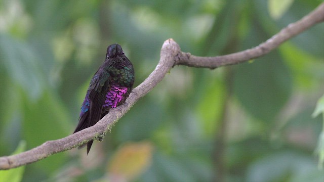 Blue-throated Starfrontlet - ML652129706