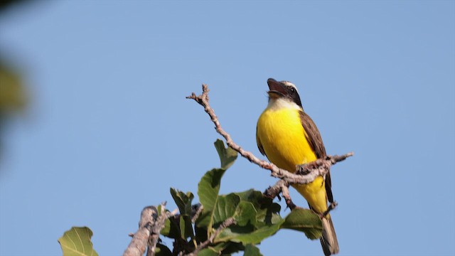 Pabuç Gagalı Tiran - ML652129712