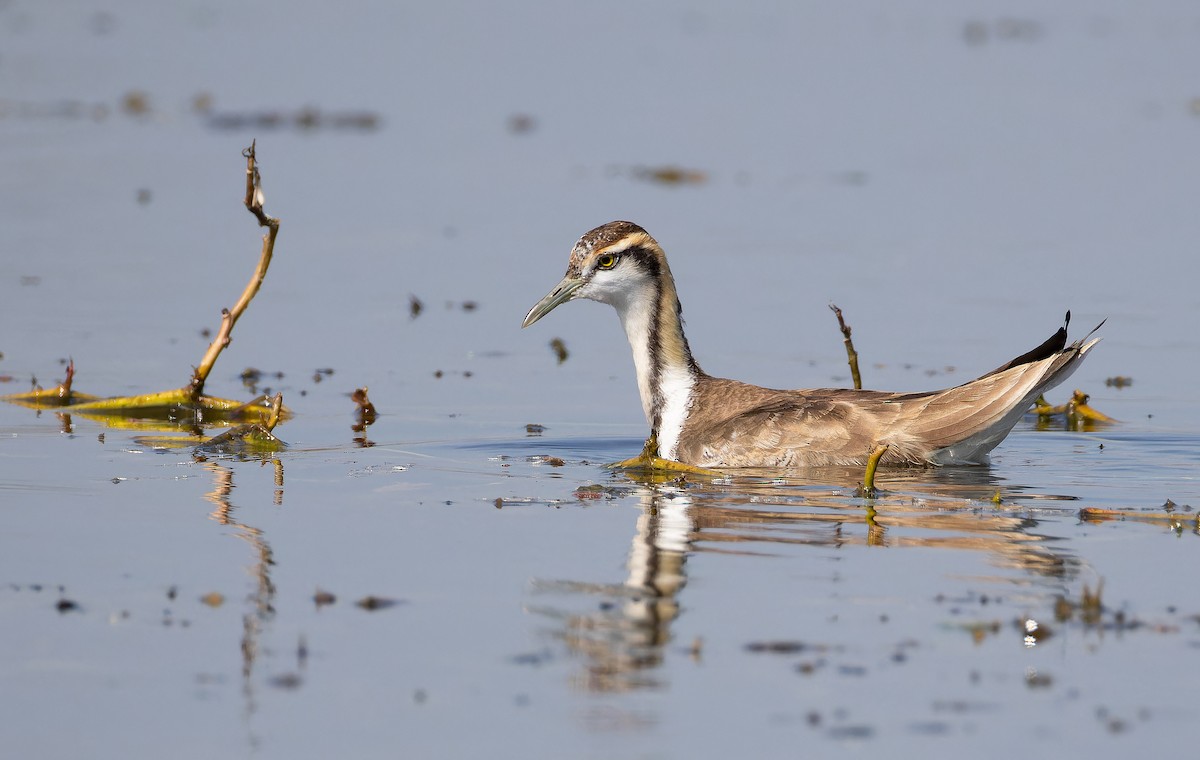 Jacana Colilarga - ML652129922