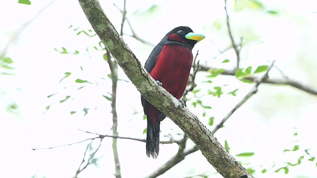 Black-and-red Broadbill - ML652129979