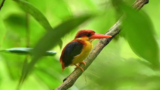 Rufous-backed Dwarf-Kingfisher - ML652130048
