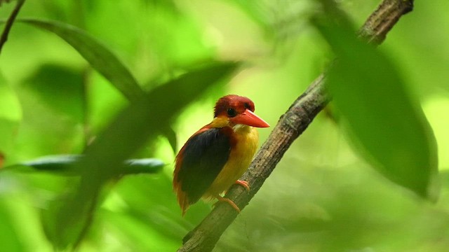 Rufous-backed Dwarf-Kingfisher - ML652130049