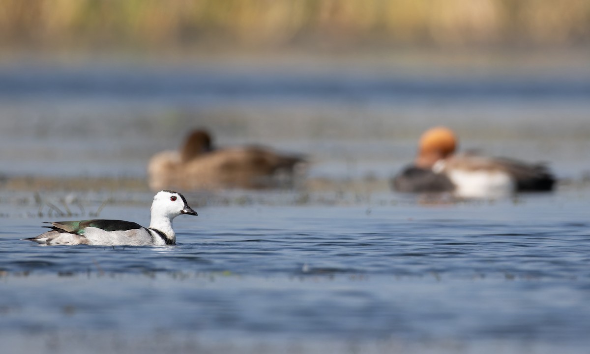 Gansito Asiático - ML652130109