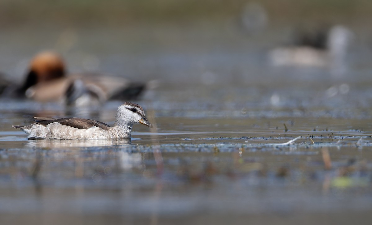 Gansito Asiático - ML652130111