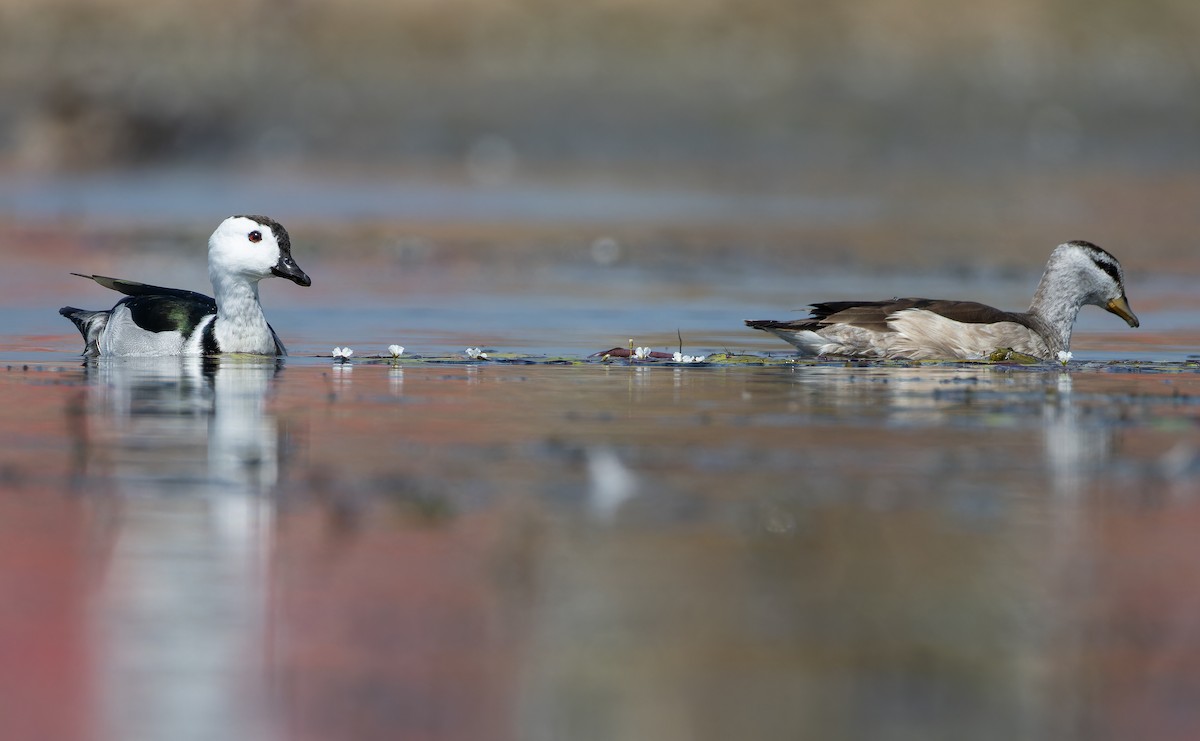 Gansito Asiático - ML652130112