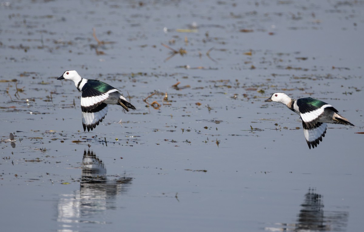 Gansito Asiático - ML652130113