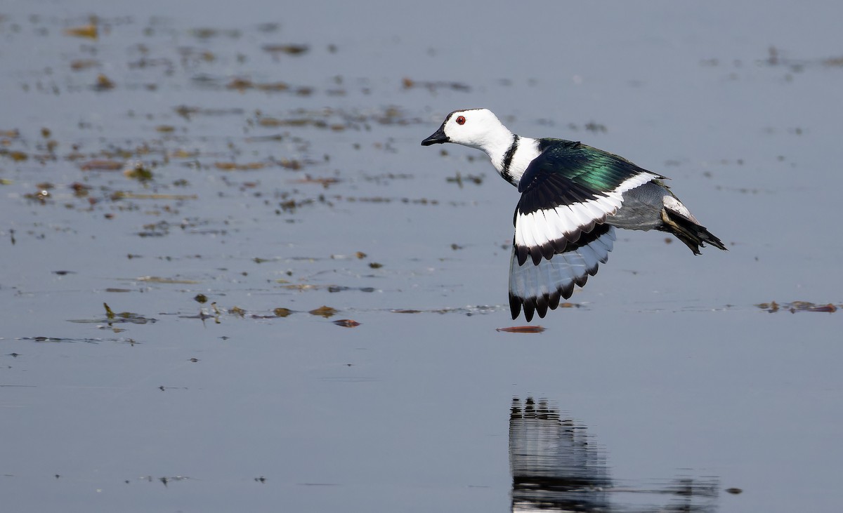 Gansito Asiático - ML652130117
