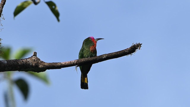 Red-bearded Bee-eater - ML652130149