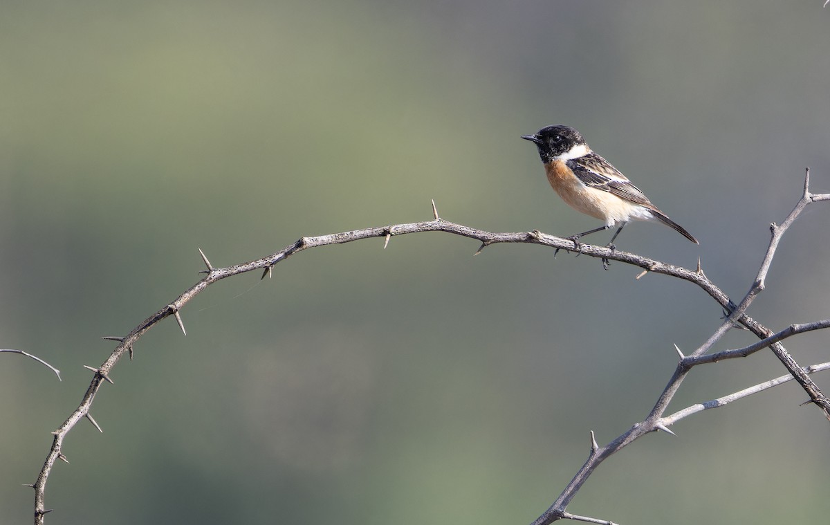 Tarabilla Siberiana - ML652130156