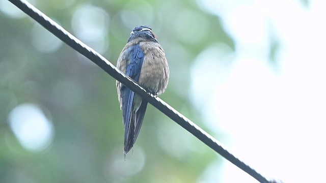 Whiskered Treeswift - ML652130192
