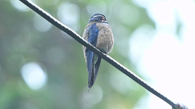 Whiskered Treeswift - ML652130194