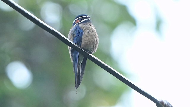 Whiskered Treeswift - ML652130195