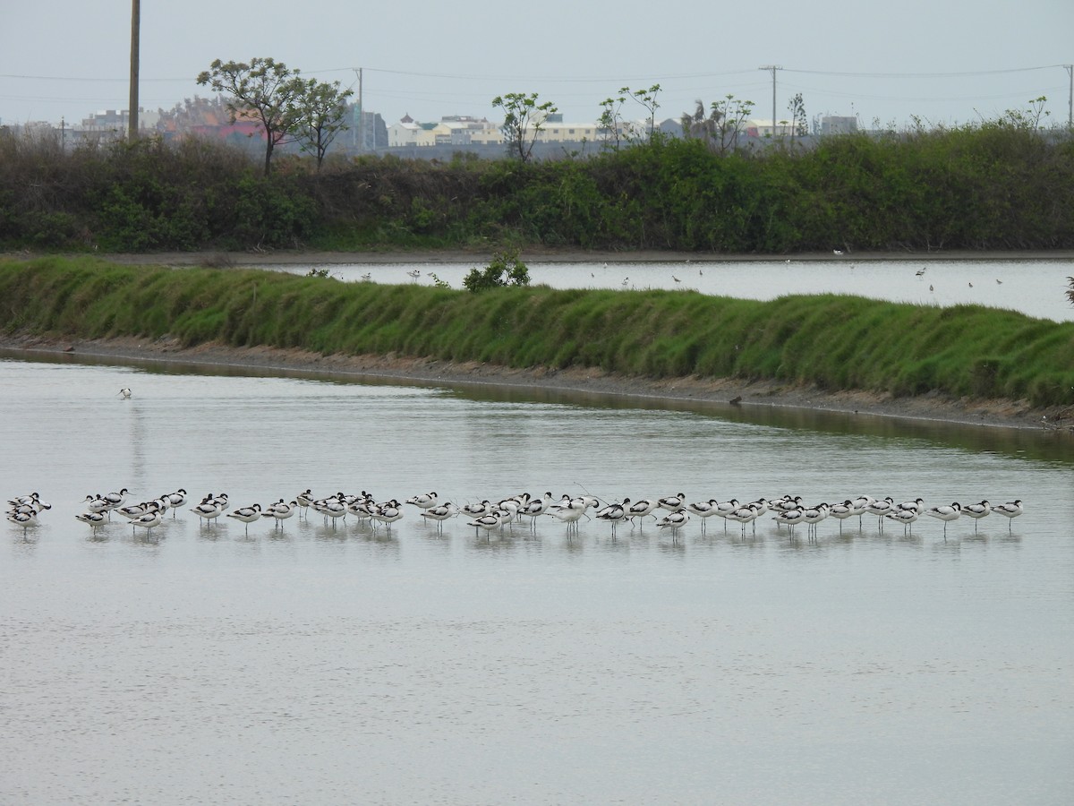 Abozeta kaskabeltza - ML652130277