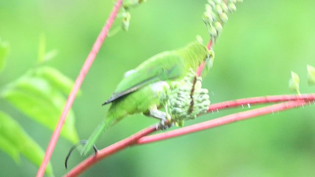 Greater Green Leafbird - ML652130288