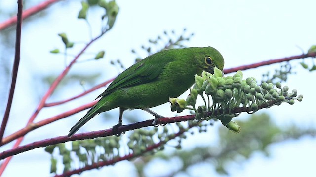 Greater Green Leafbird - ML652130289