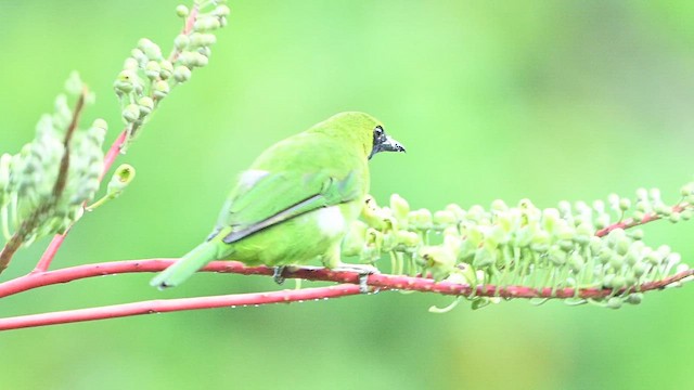 Greater Green Leafbird - ML652130290