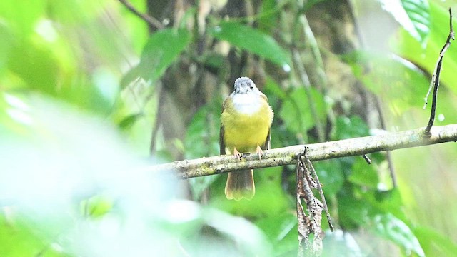 Yellow-bellied Bulbul - ML652130300