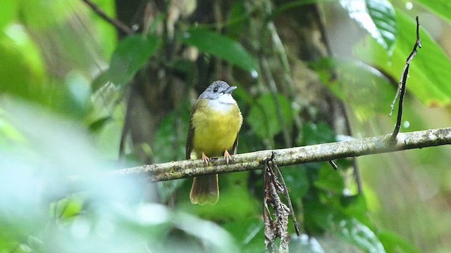 Yellow-bellied Bulbul - ML652130301