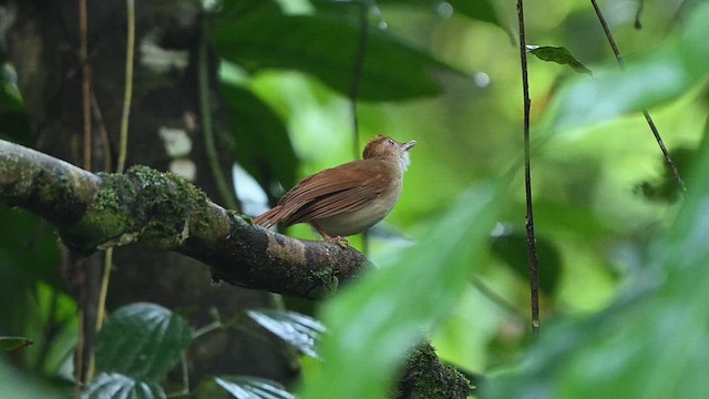 Ferruginous Babbler - ML652130312