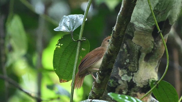 Ferruginous Babbler - ML652130313