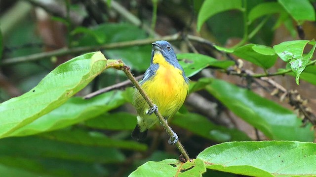 Yellow-rumped Flowerpecker - ML652130320