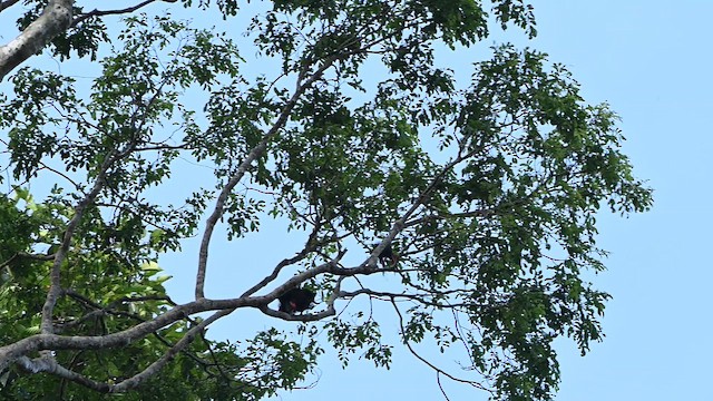 Bornean Bristlehead - ML652130326