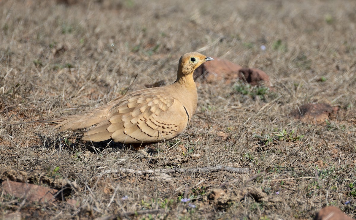 Ganga Moruna - ML652130476