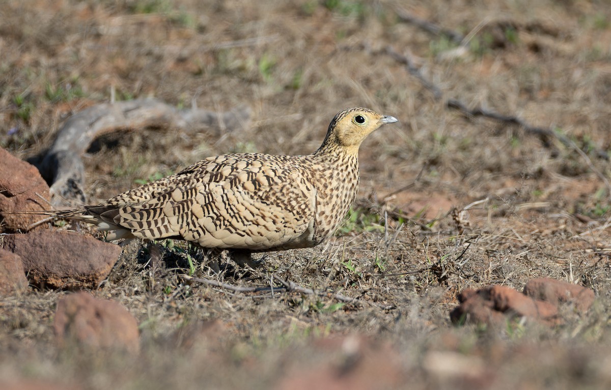 Ganga Moruna - ML652130478