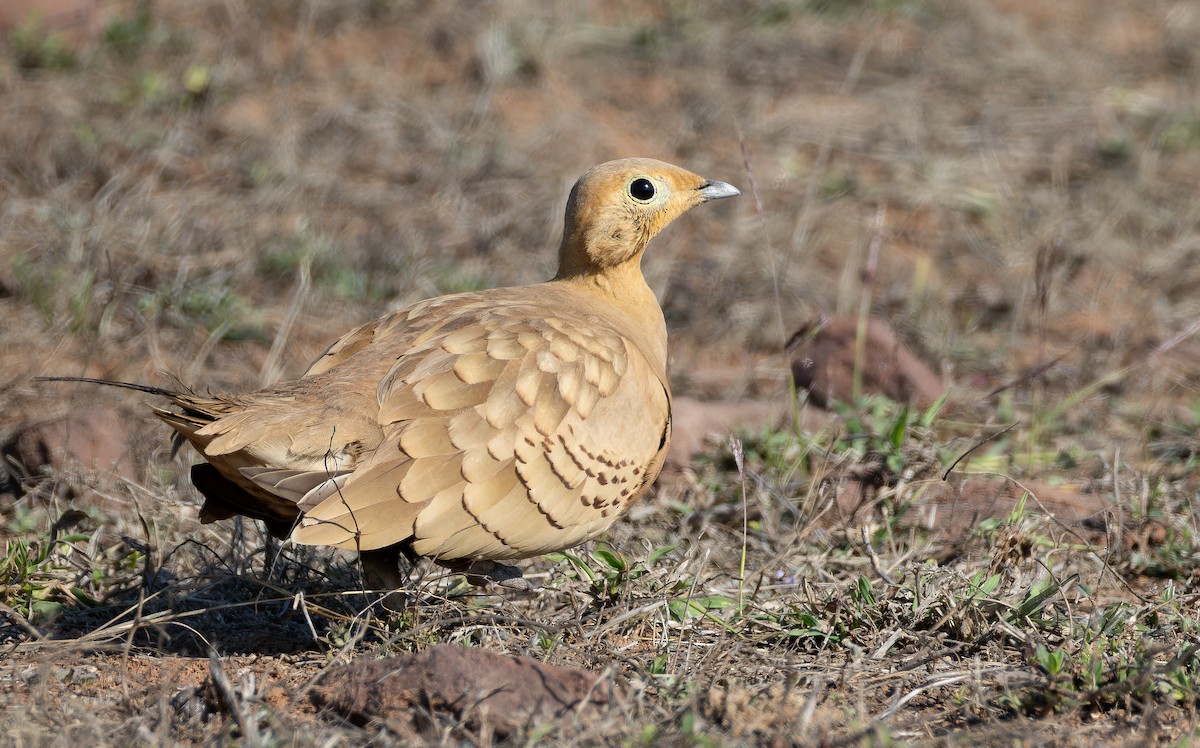 Ganga Moruna - ML652130485