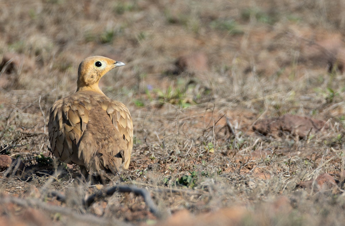 Ganga Moruna - ML652130486