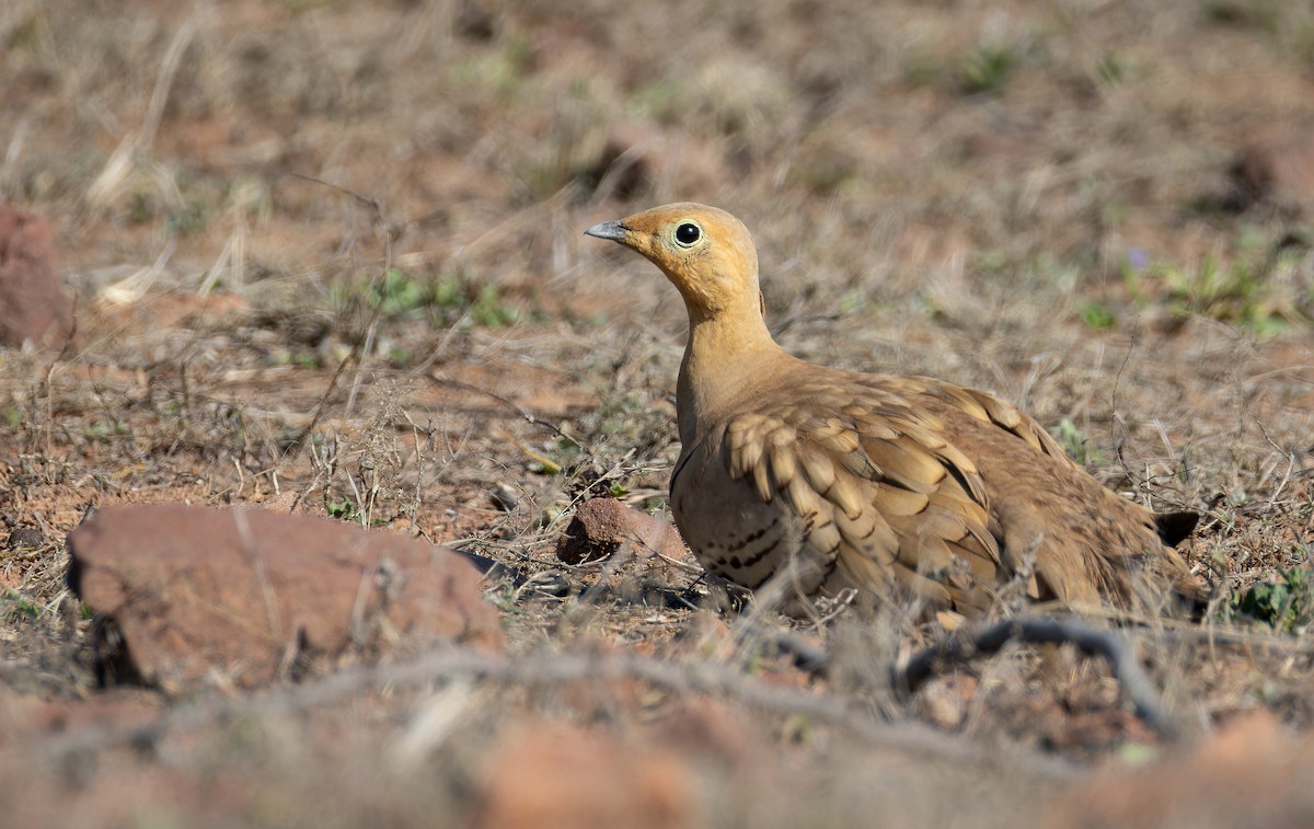 Ganga Moruna - ML652130487