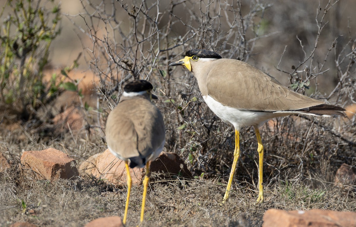 Avefría Malabar - ML652130529