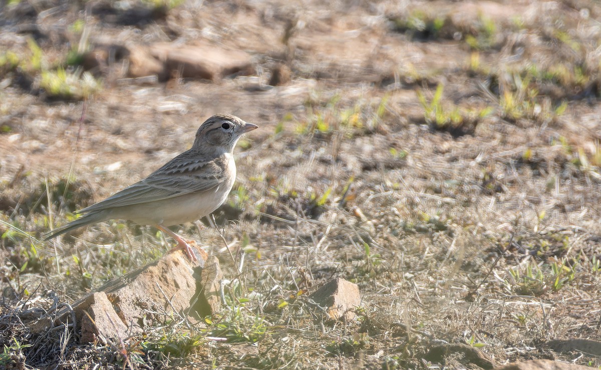 Terrera Común - ML652130576