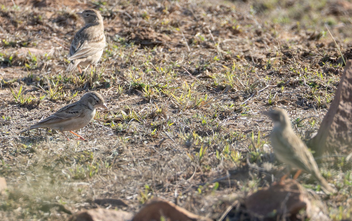 Terrera Común - ML652130579