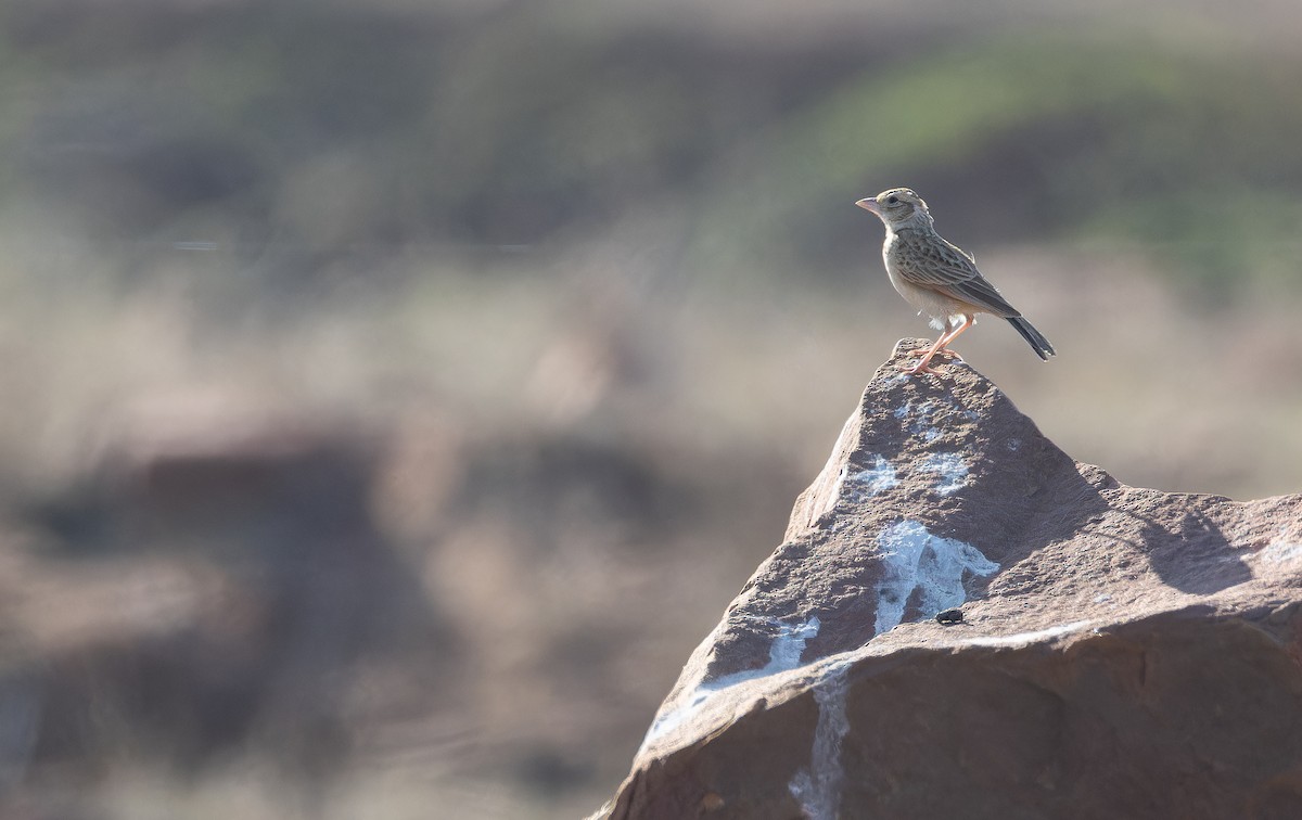 Alondra India - ML652130615