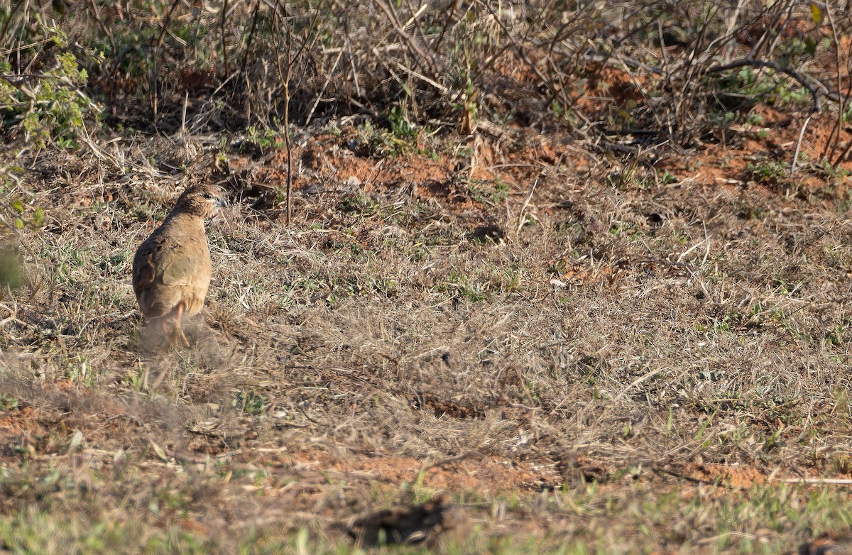 Perdicilla Argundá - ML652130677