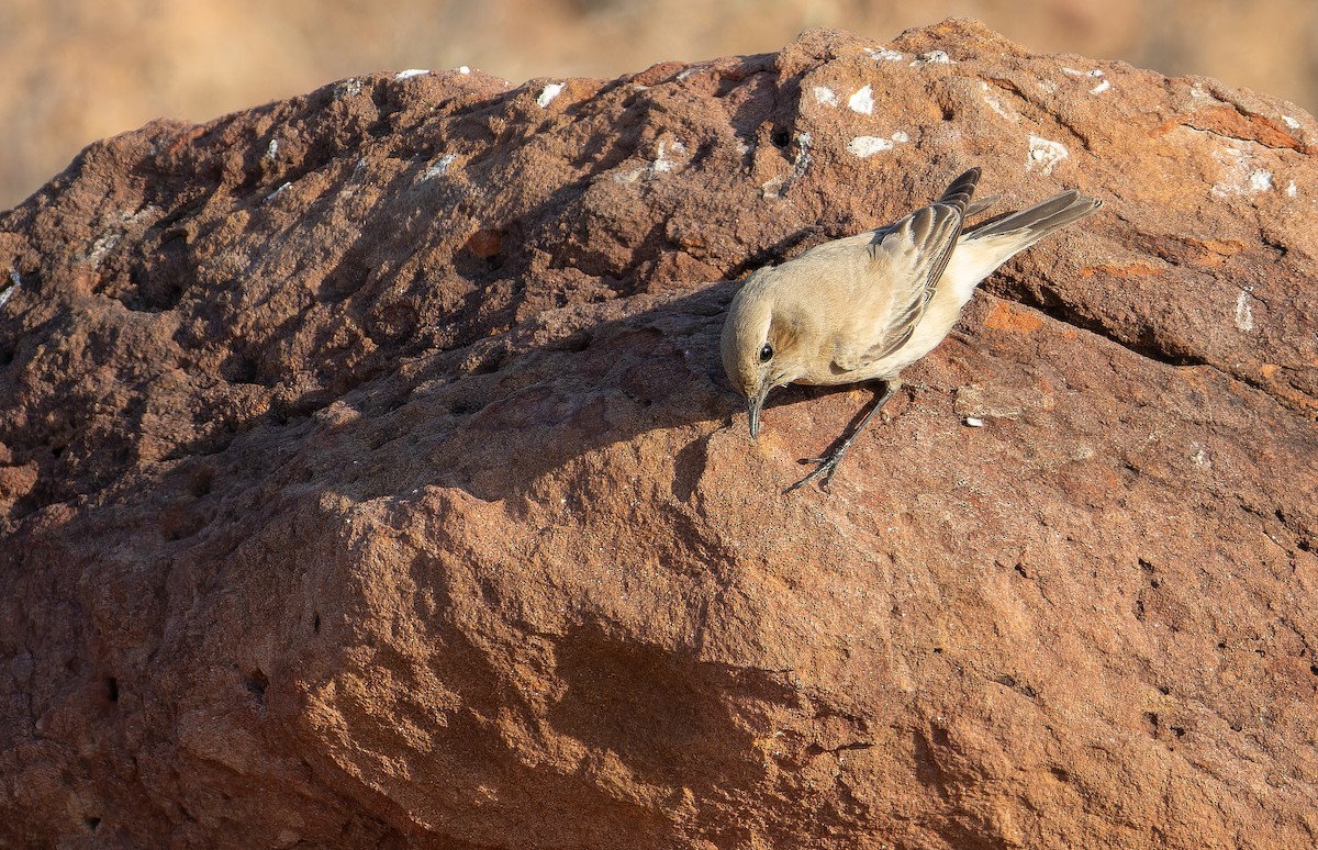 Collalba Desértica - ML652130747