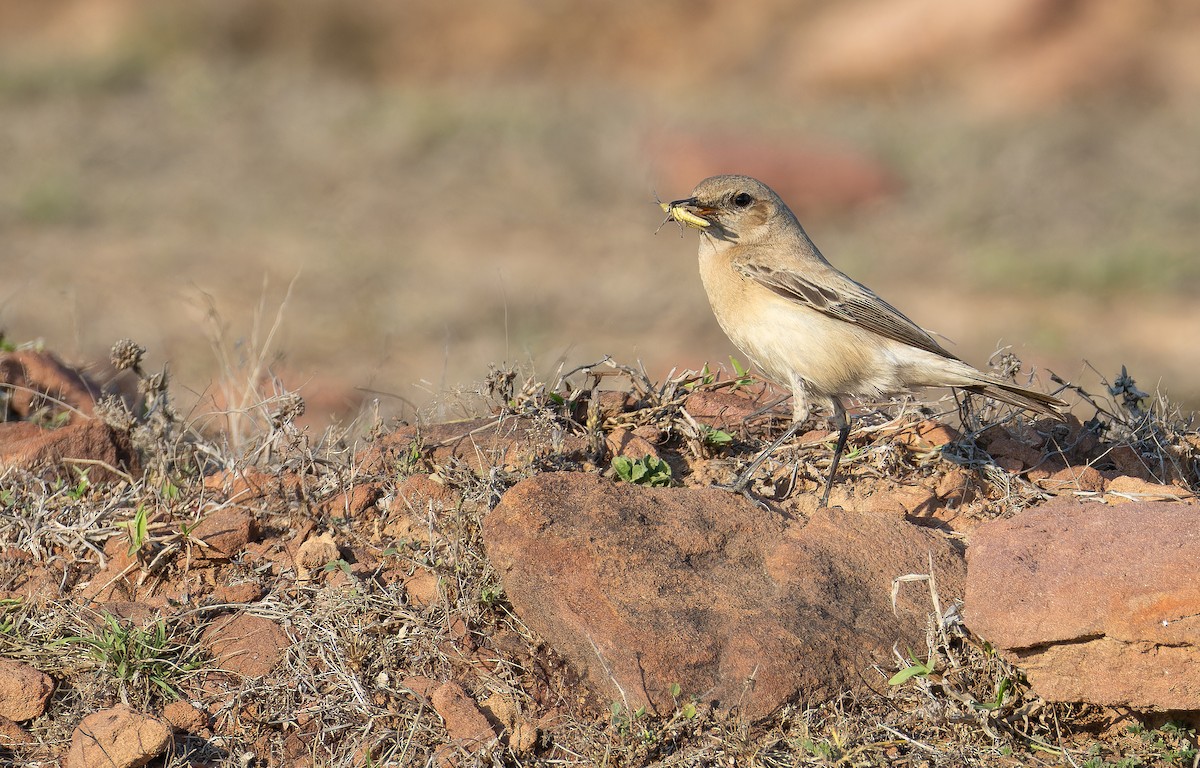 Collalba Desértica - ML652130749