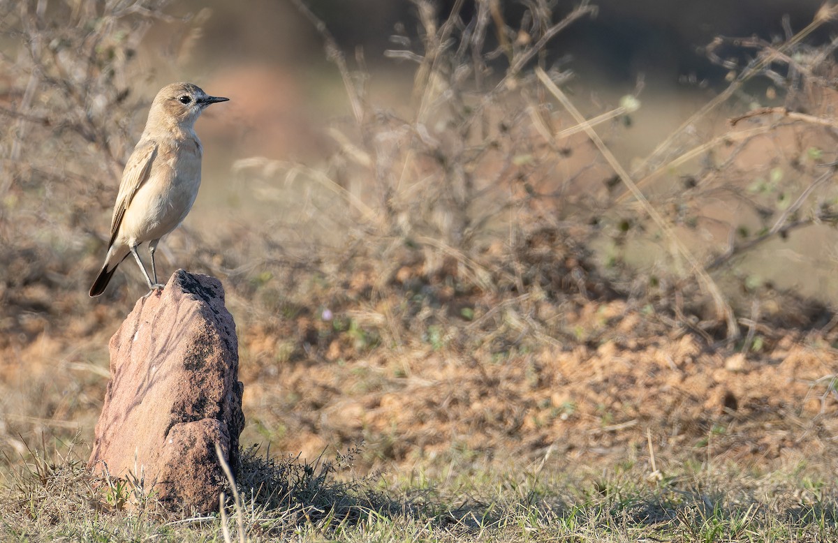 Collalba Isabel - ML652130769