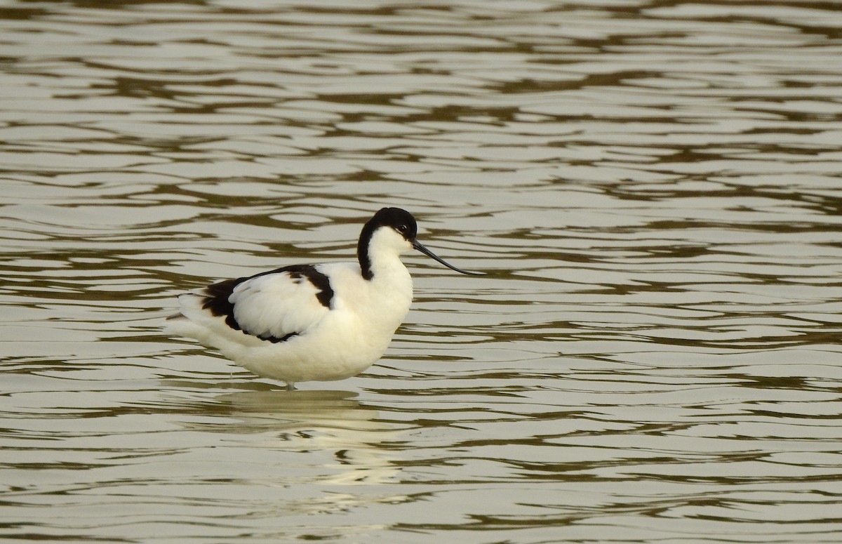 Abozeta kaskabeltza - ML652130910